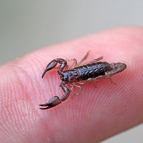 Meet your Posher, @ladyarachnid - Picture 2 of 7